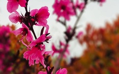 XXXtentacion高清照片